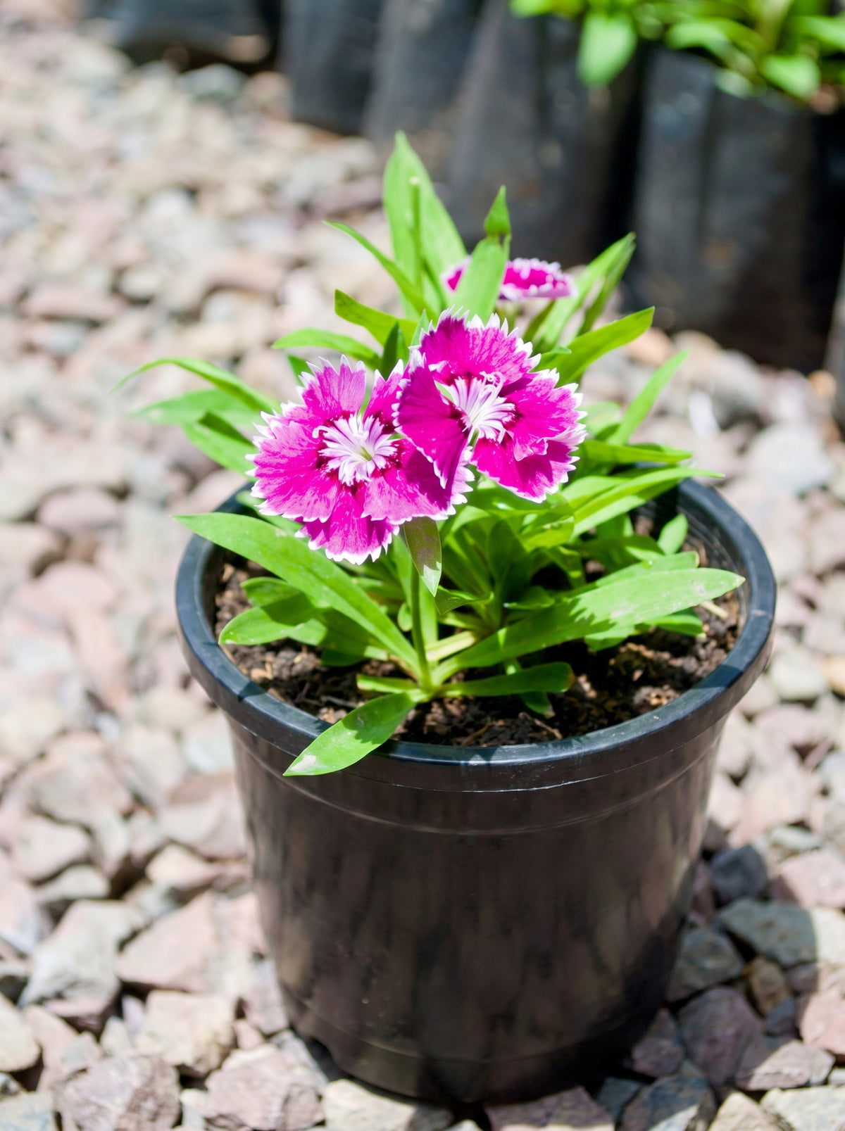 Dianthus (China Pink)