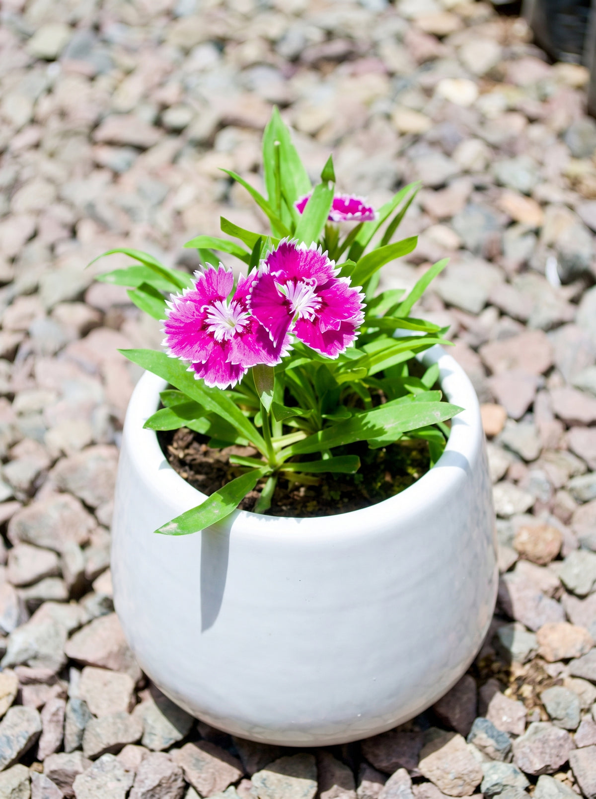 Dianthus (China Pink)