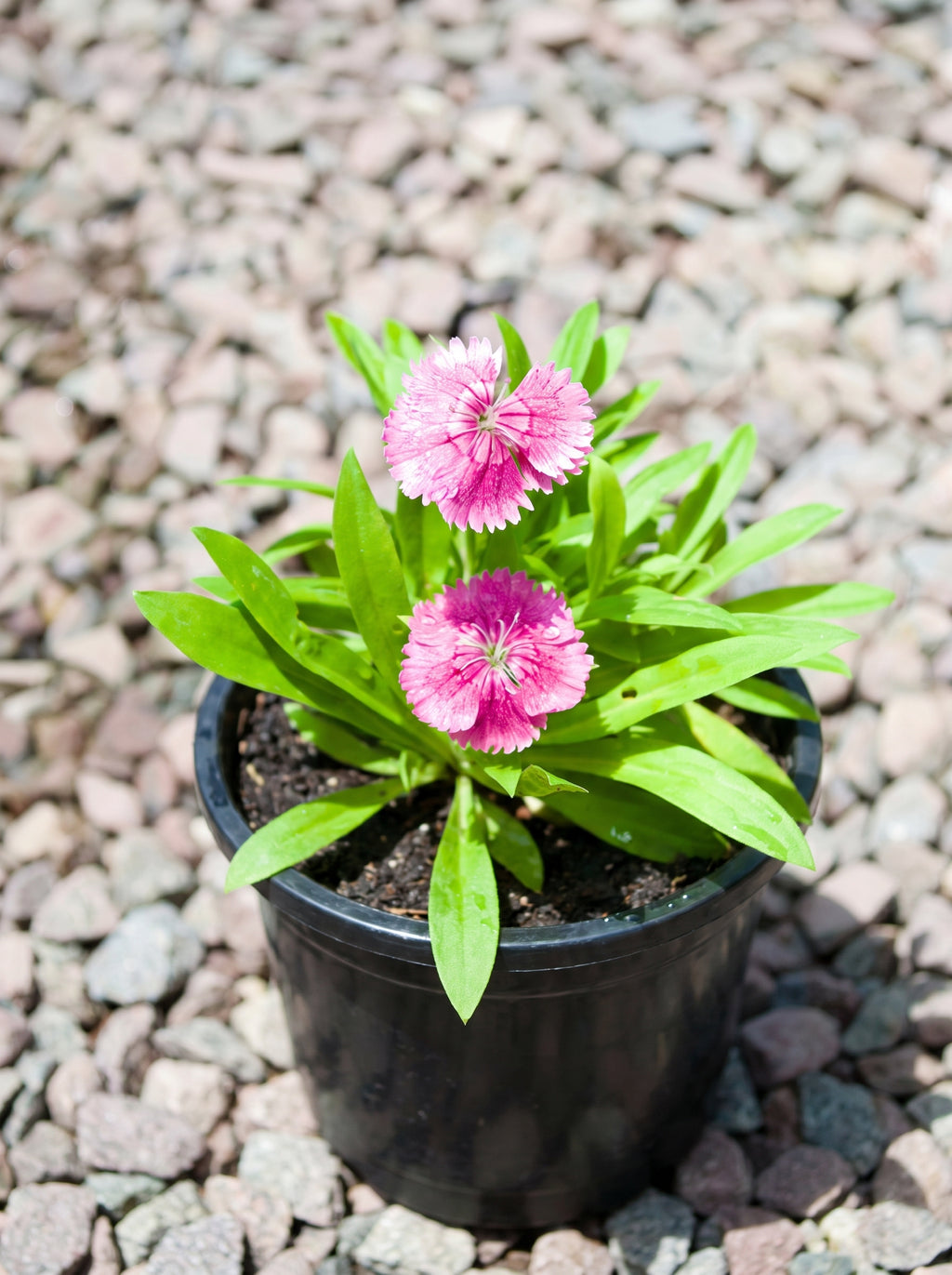 Dianthus (Speckled Pink)