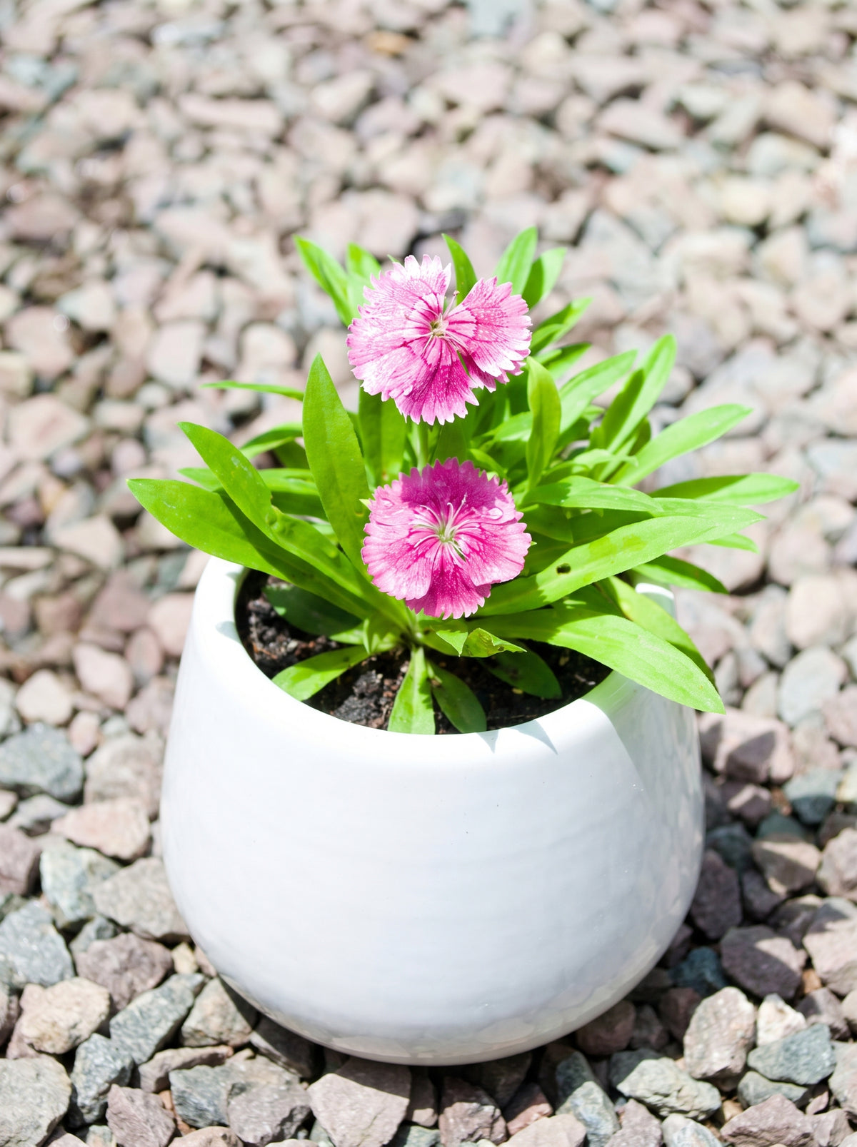 Dianthus (Speckled Pink)