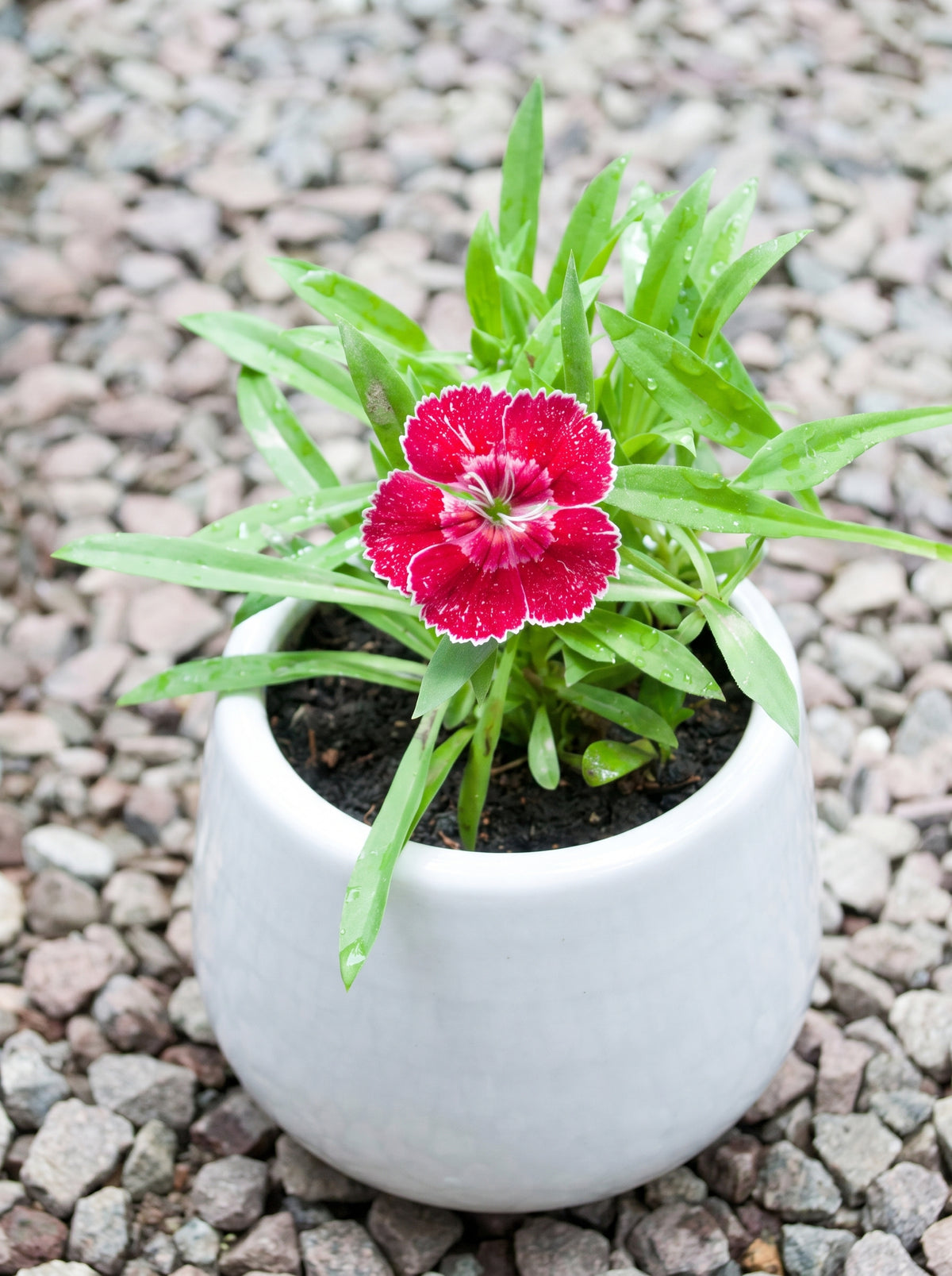 Dianthus (Crimson Picotee)