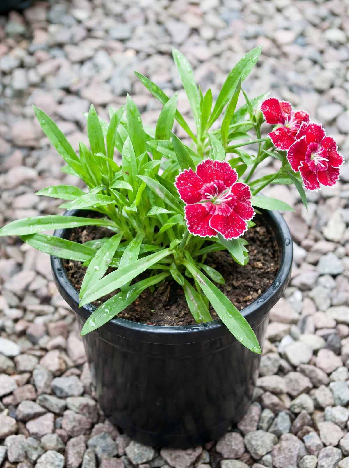 Dianthus (Crimson Picotee)