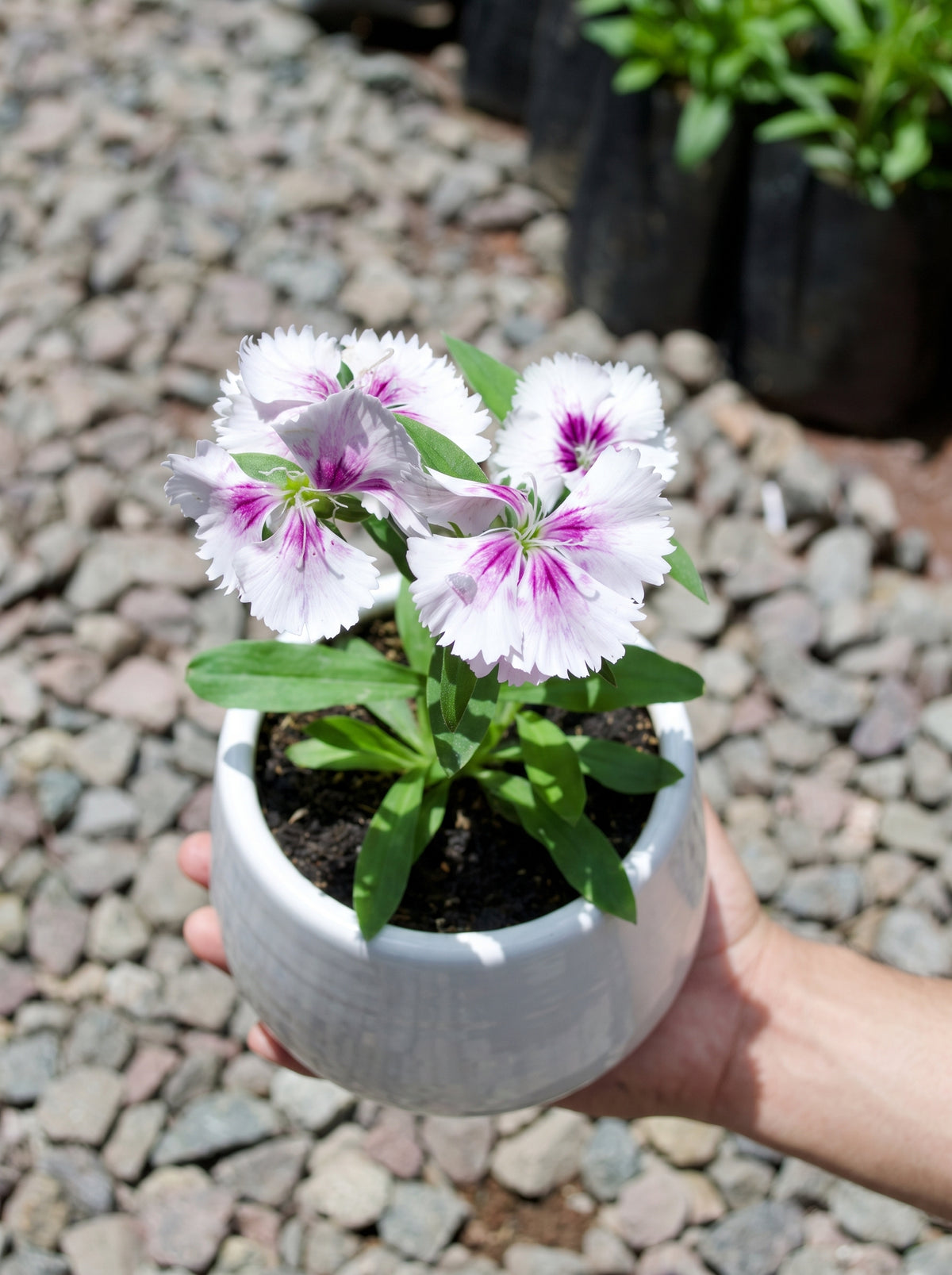 Dianthus (White with Purple Eye)