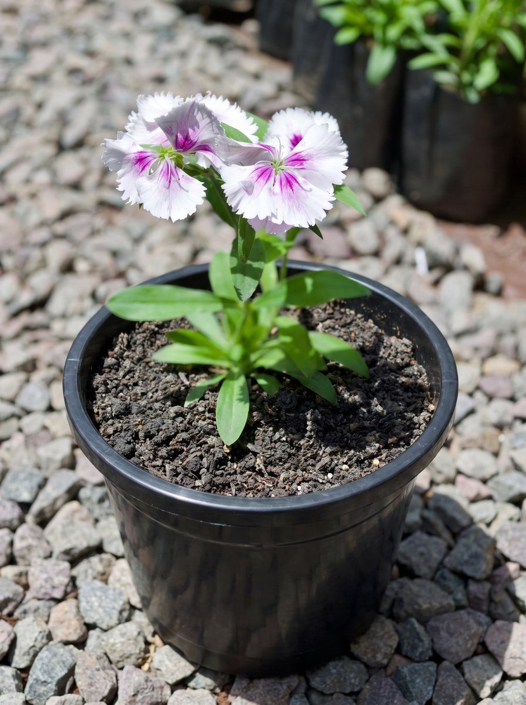 Dianthus (White with Purple Eye)