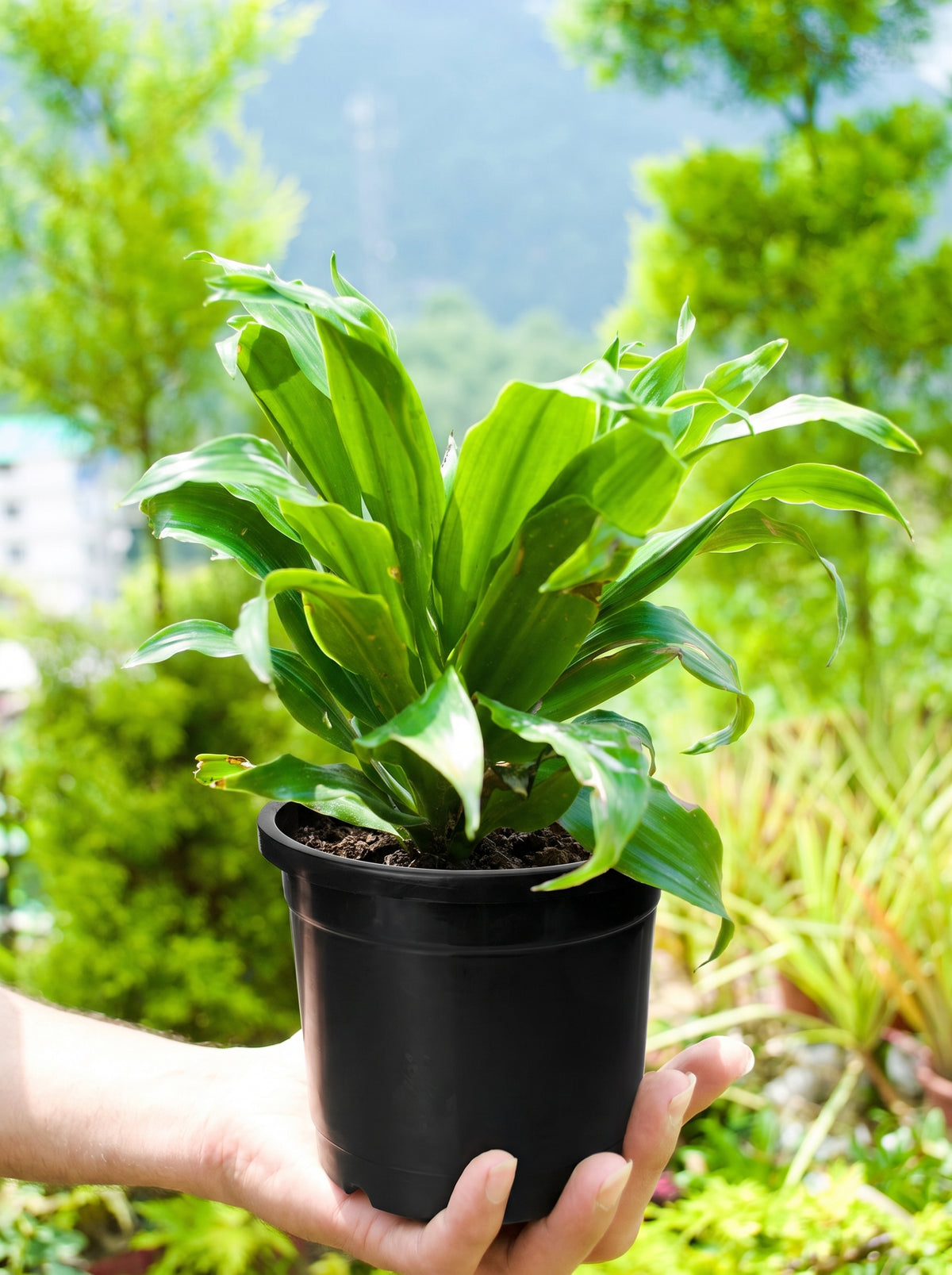 Dwarf Dragon Tree