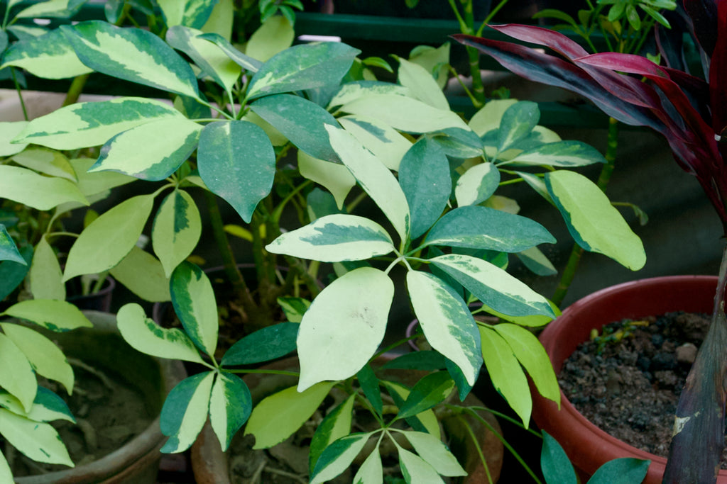Dwarf Umbrella Tree