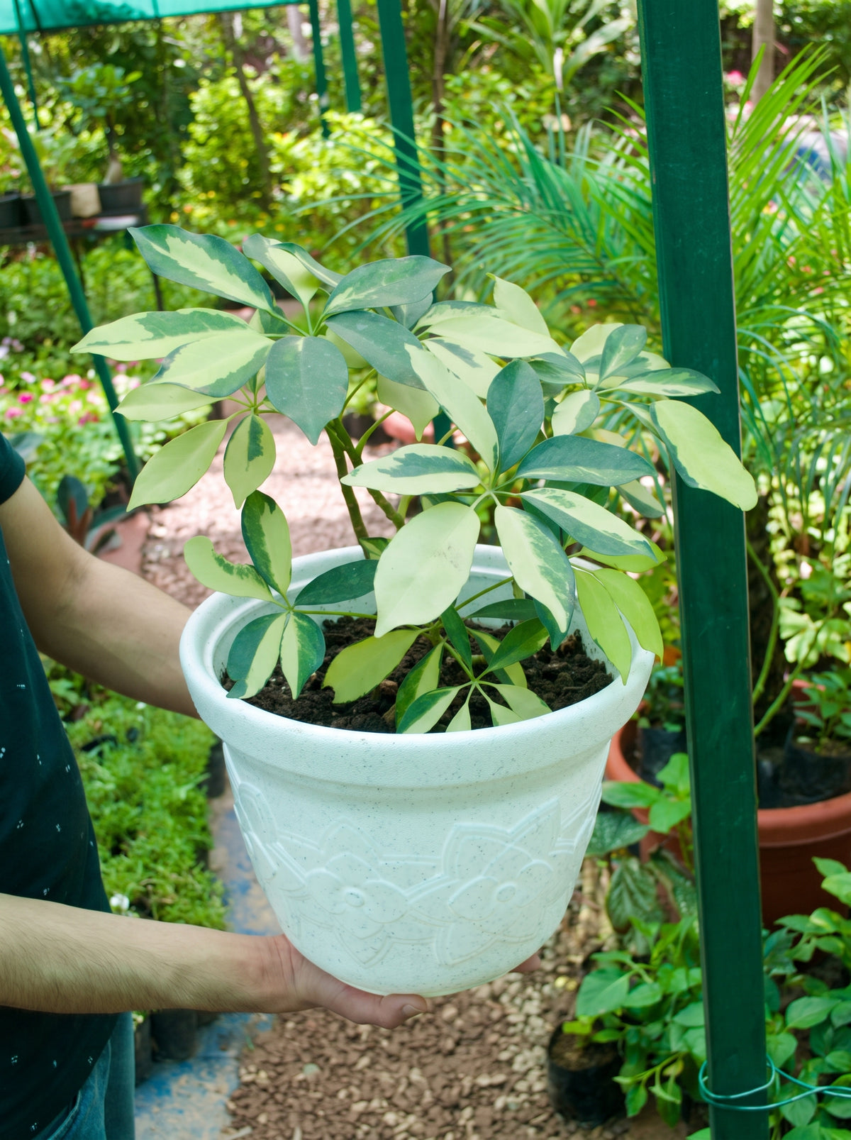 Dwarf Umbrella Tree