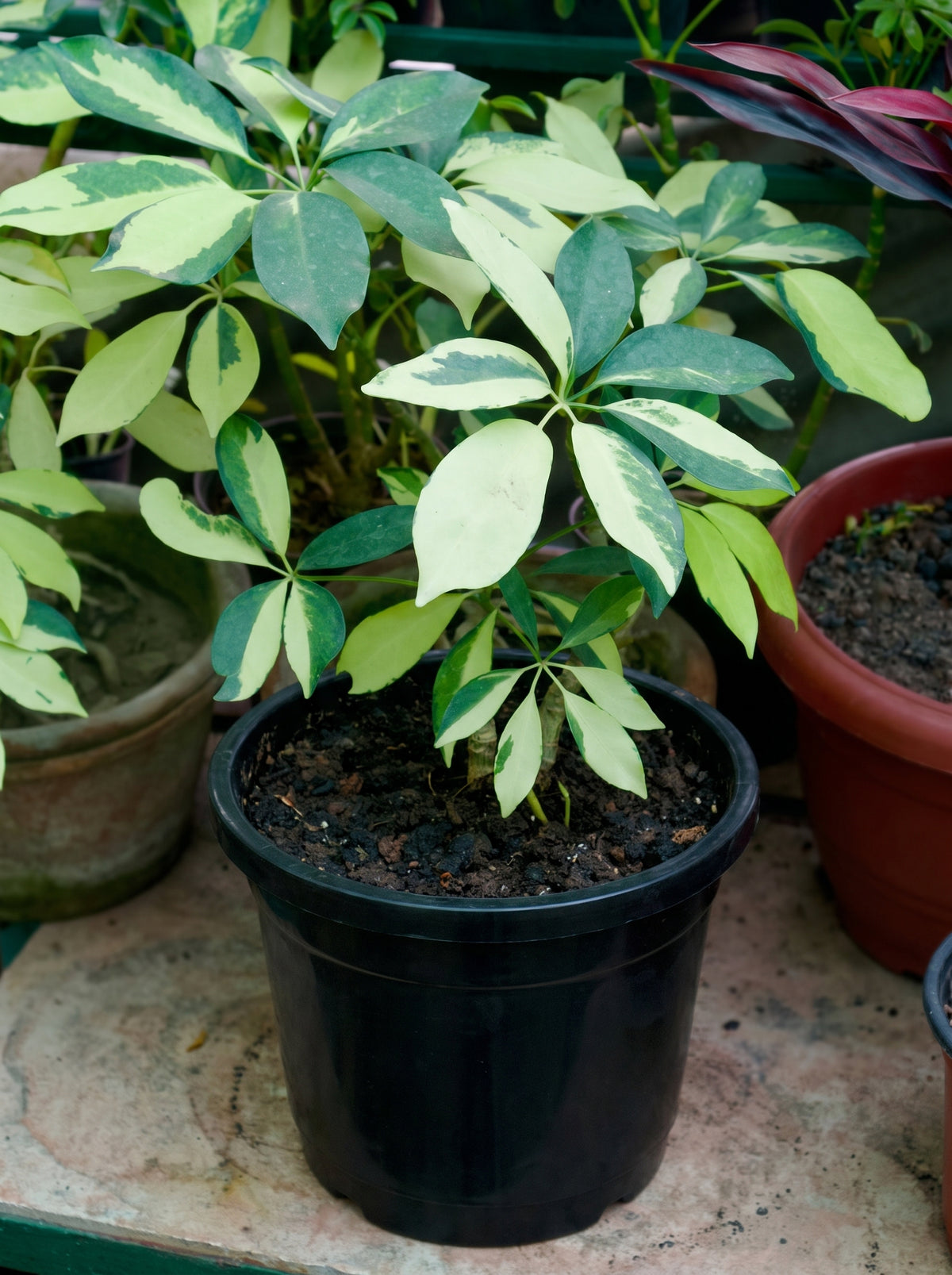 Dwarf Umbrella Tree