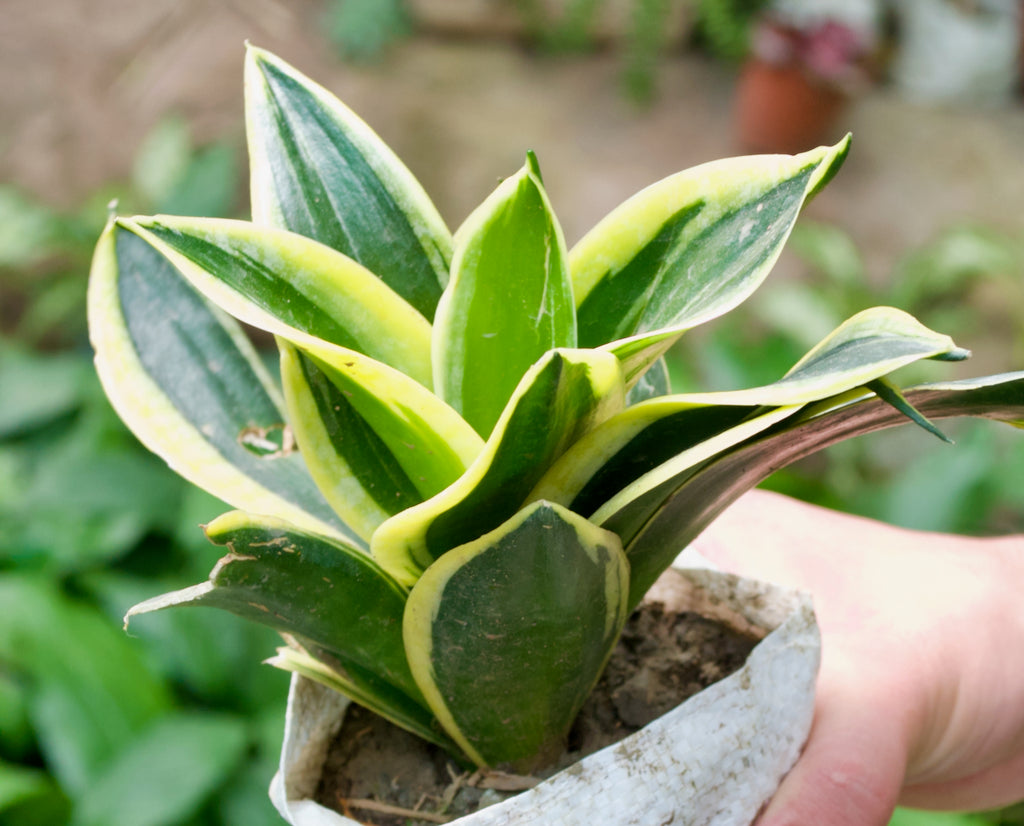Dwarf Snake Plant