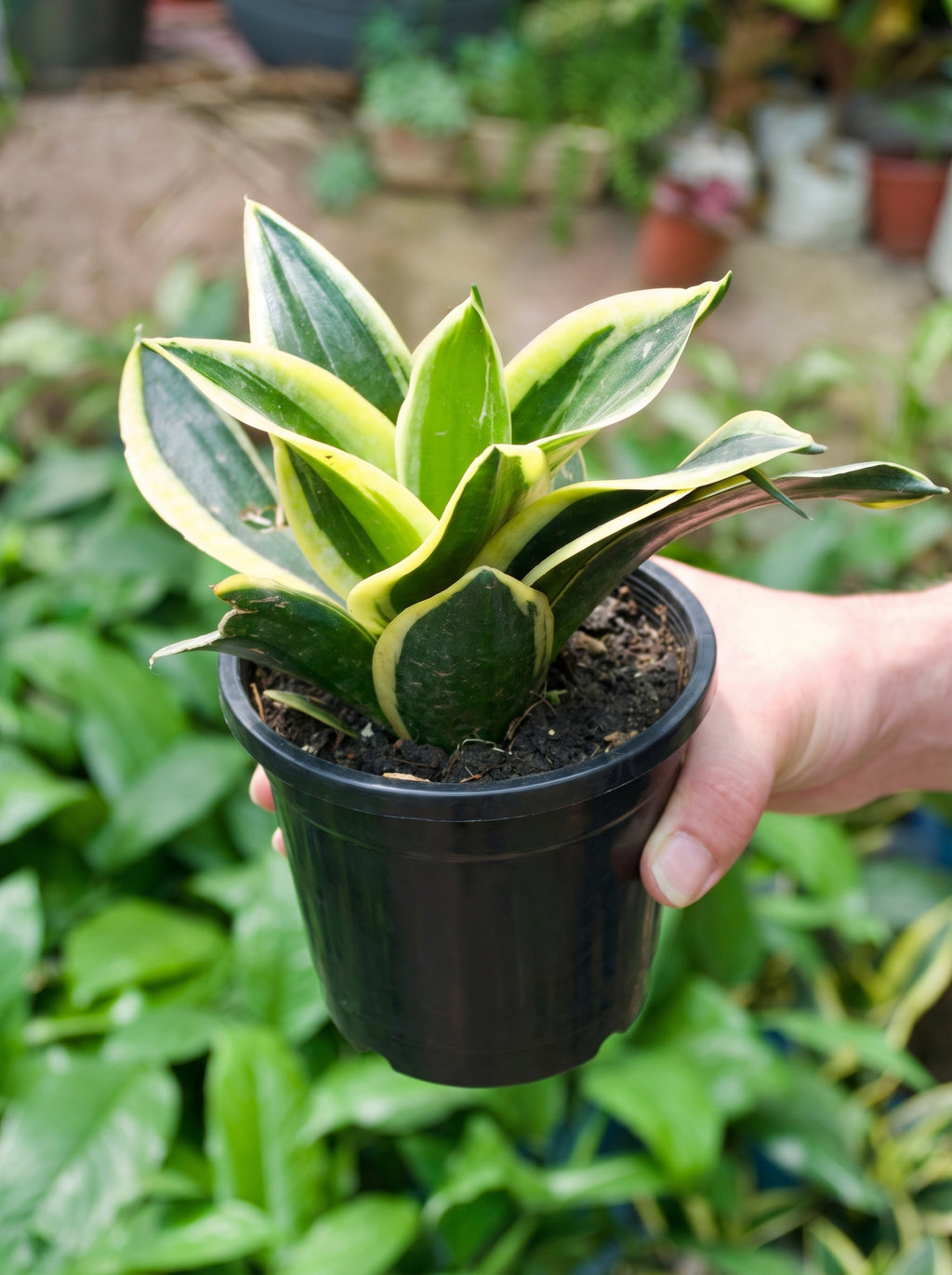 Dwarf Snake Plant