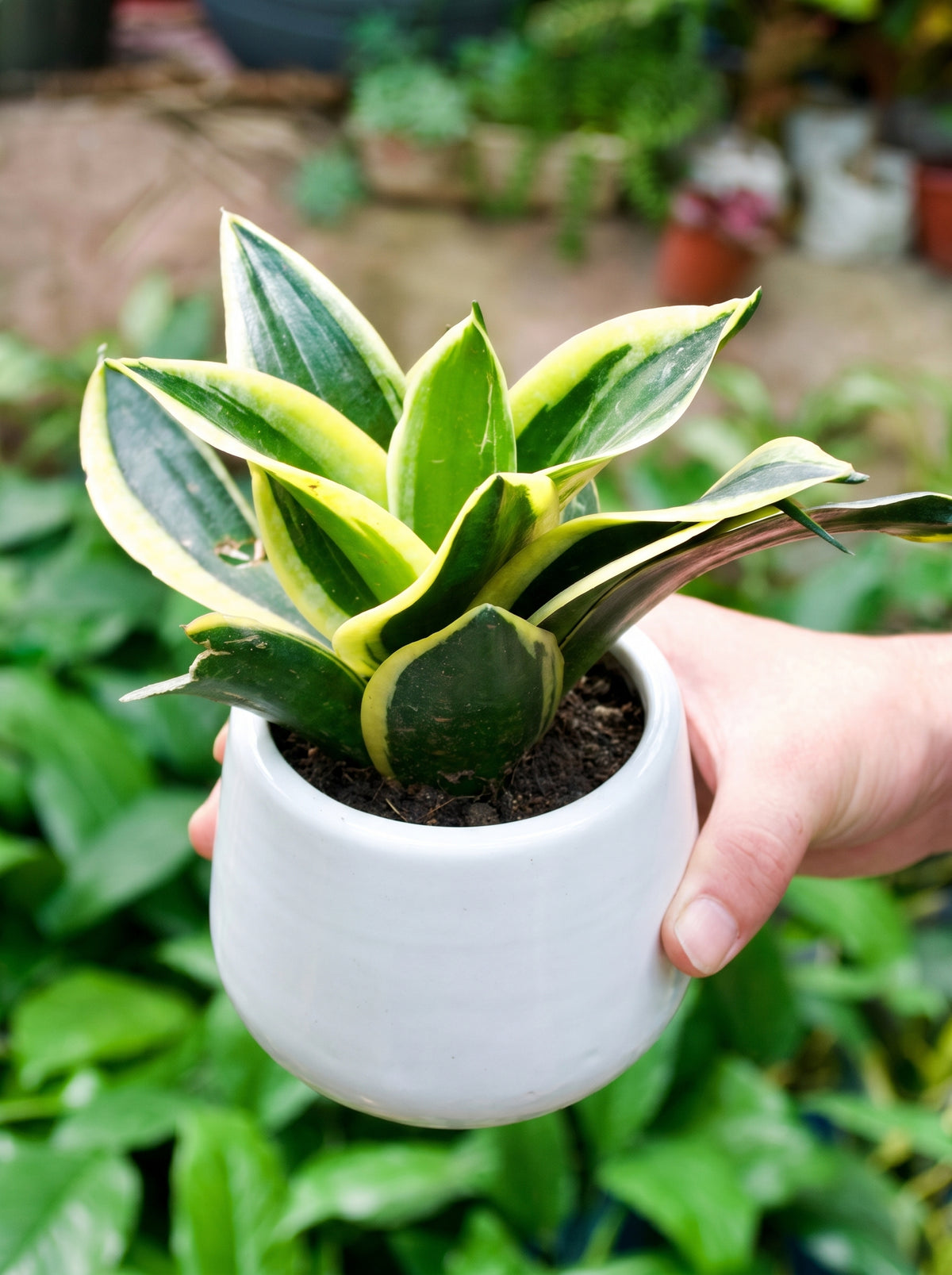 Dwarf Snake Plant