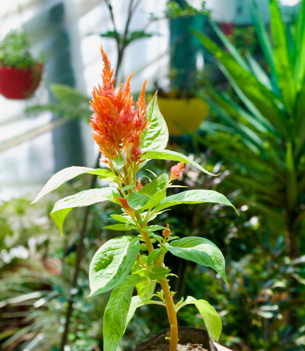 Feather Celosia (Apricot Peach Plume)
