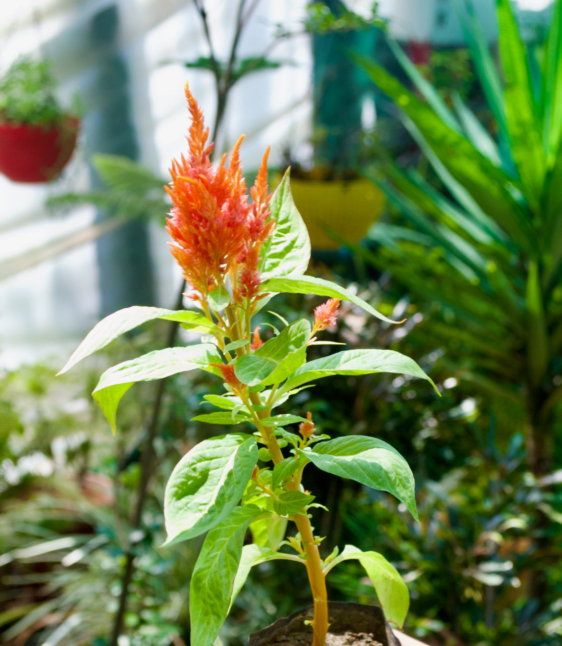 Feather Celosia (Apricot Peach Plume)