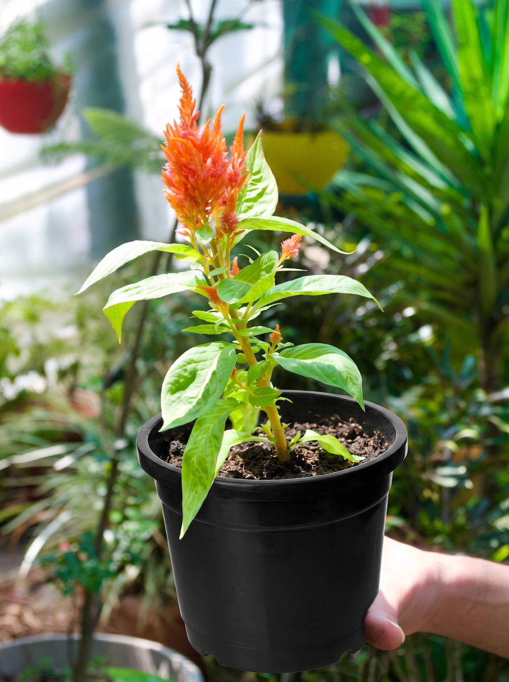 Feather Celosia (Apricot Peach Plume)