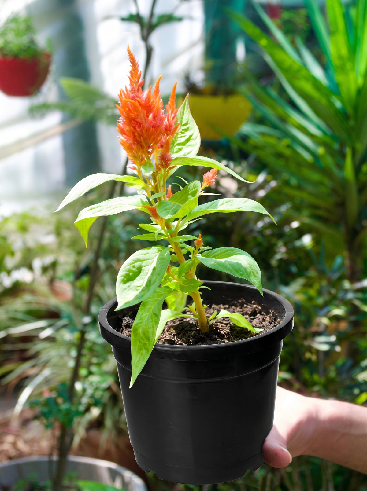 Feather Celosia (Apricot Peach Plume)