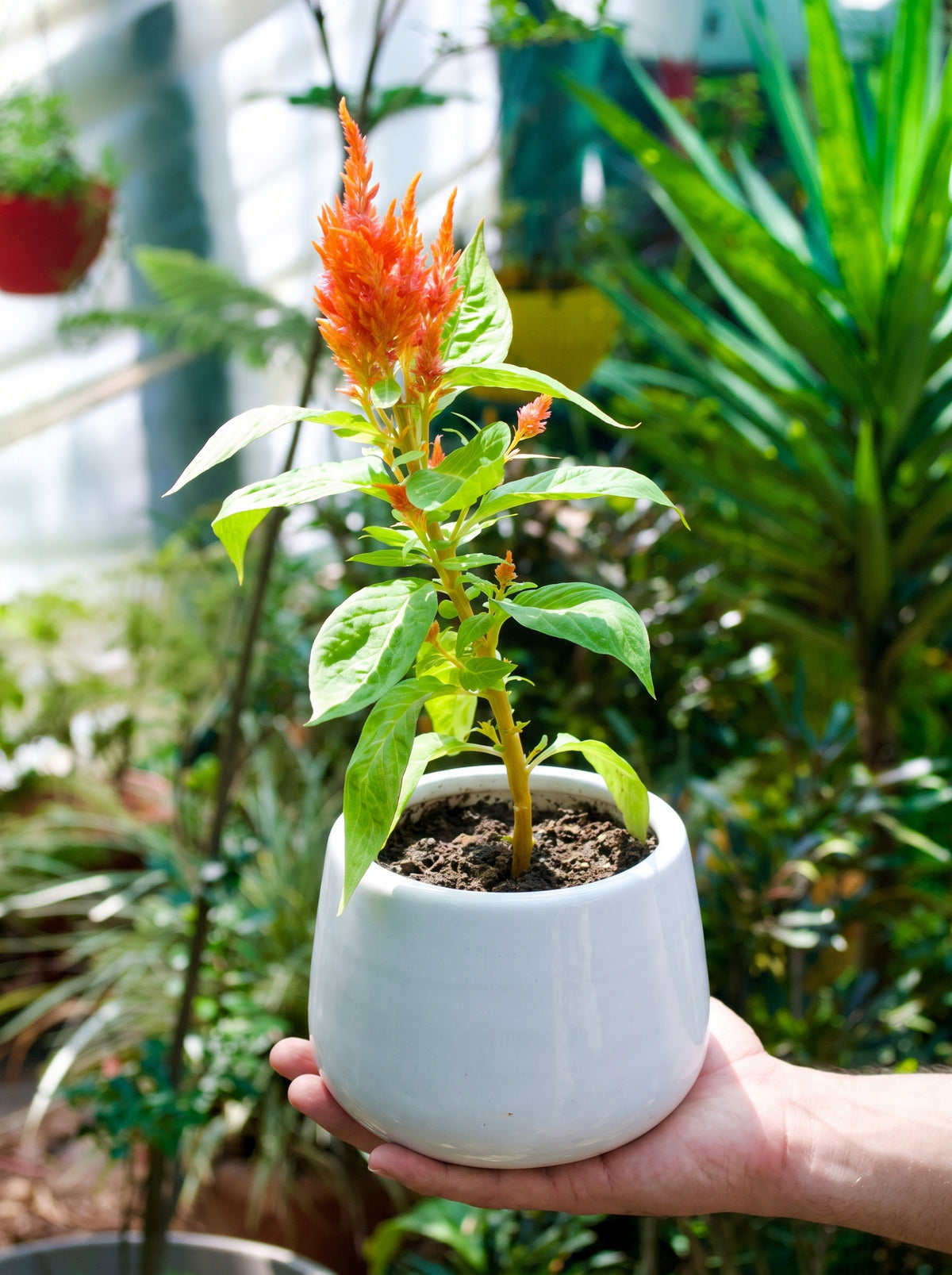 Feather Celosia (Apricot Peach Plume)