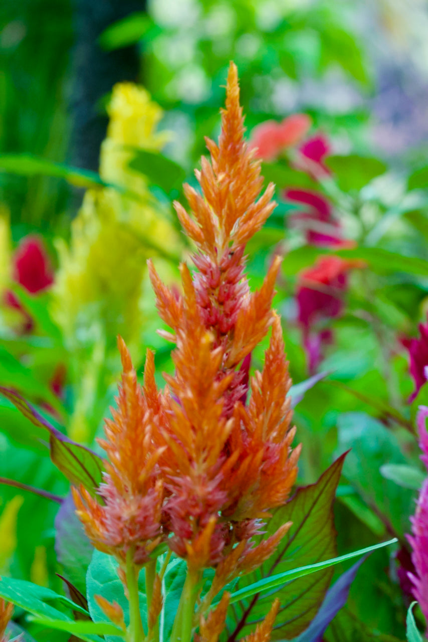 Feather Celosia (Apricot Peach Plume)