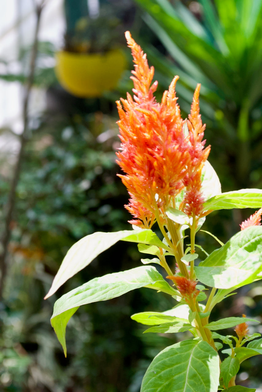 Feather Celosia (Apricot Peach Plume)
