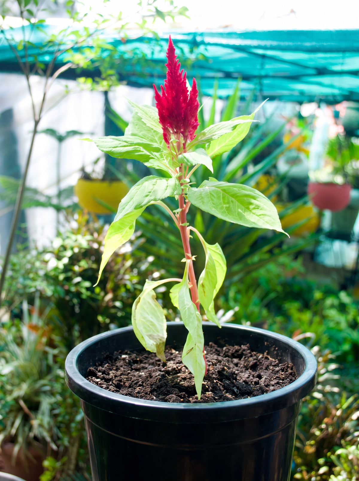 Feather Celosia (Scarlet Crimson Plume)