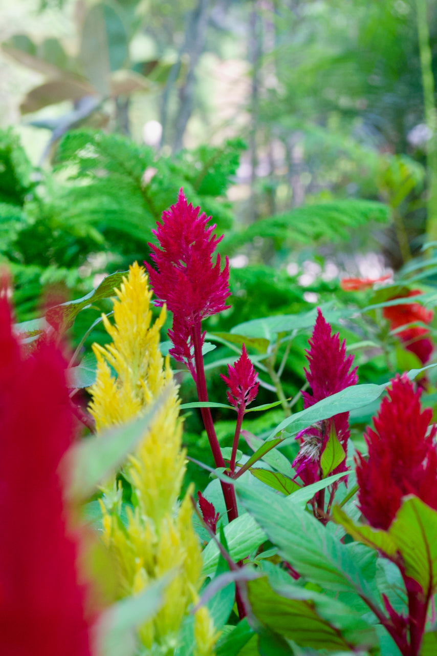 Feather Celosia (Scarlet Crimson Plume)