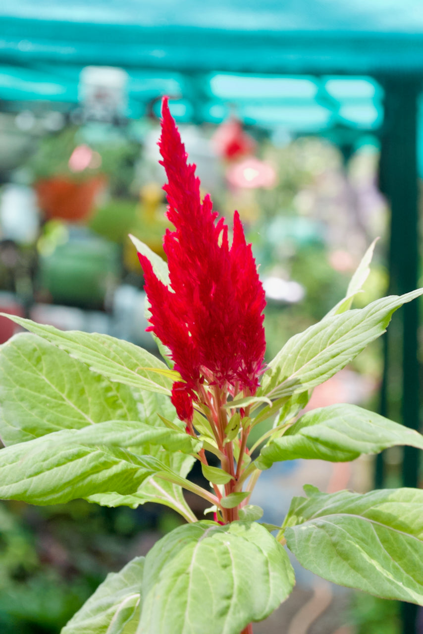 Feather Celosia (Scarlet Crimson Plume)