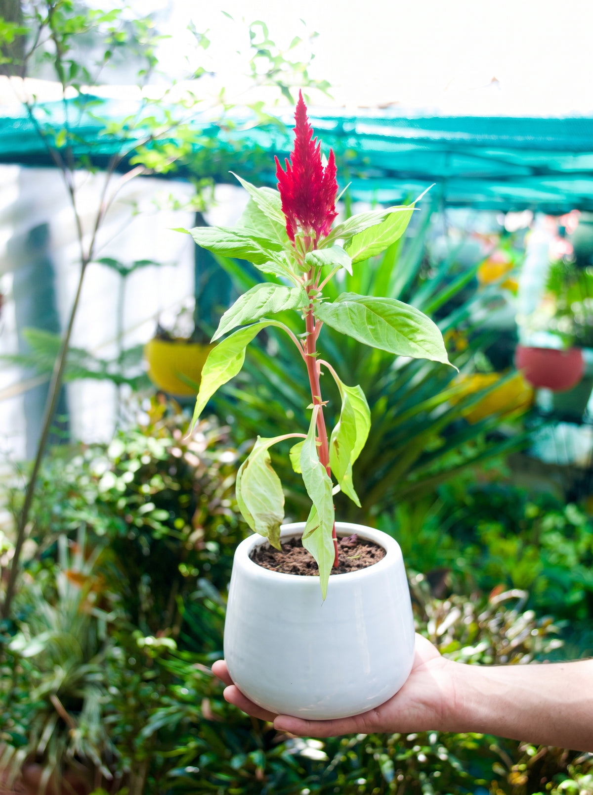 Feather Celosia (Scarlet Crimson Plume)