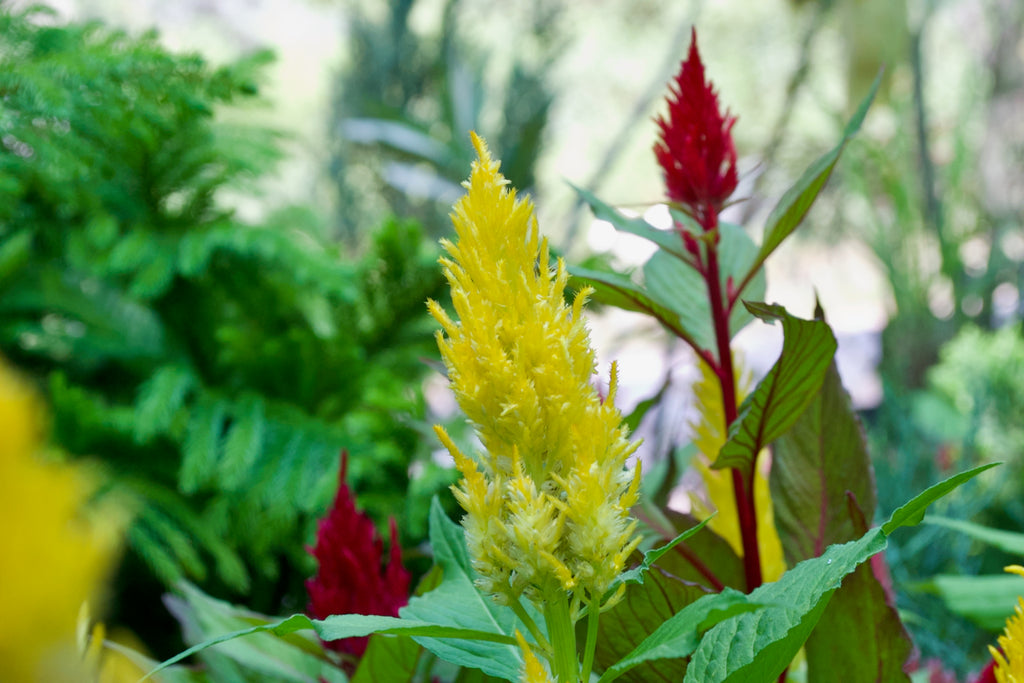 Feather Celosia (Canary Yellow Plume)
