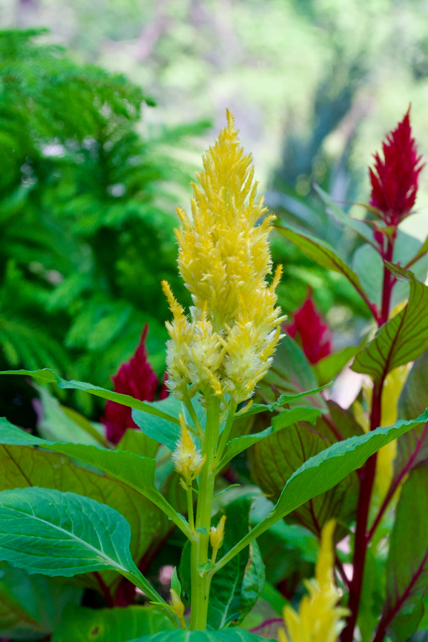 Feather Celosia (Canary Yellow Plume)