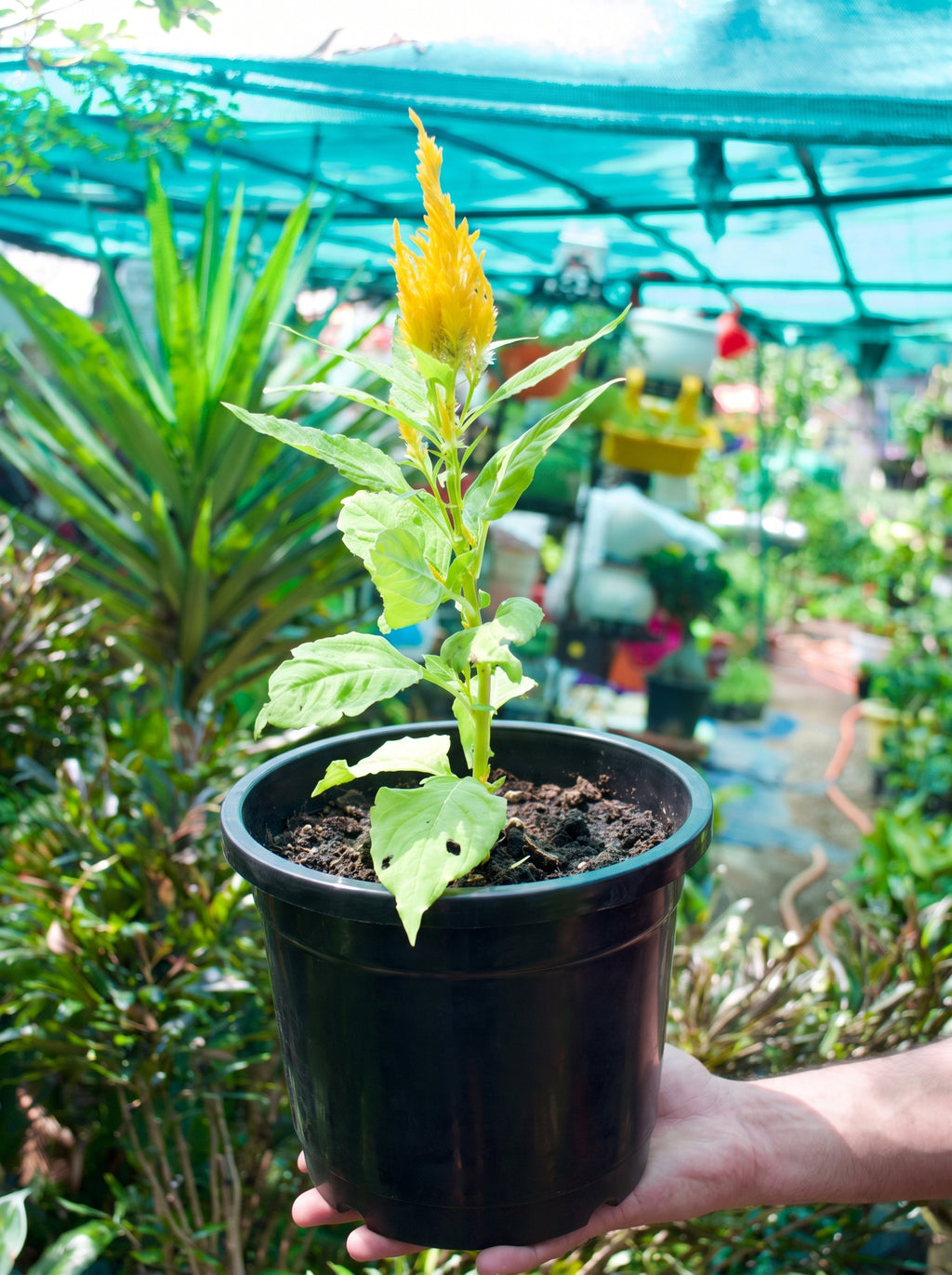 Feather Celosia (Canary Yellow Plume)