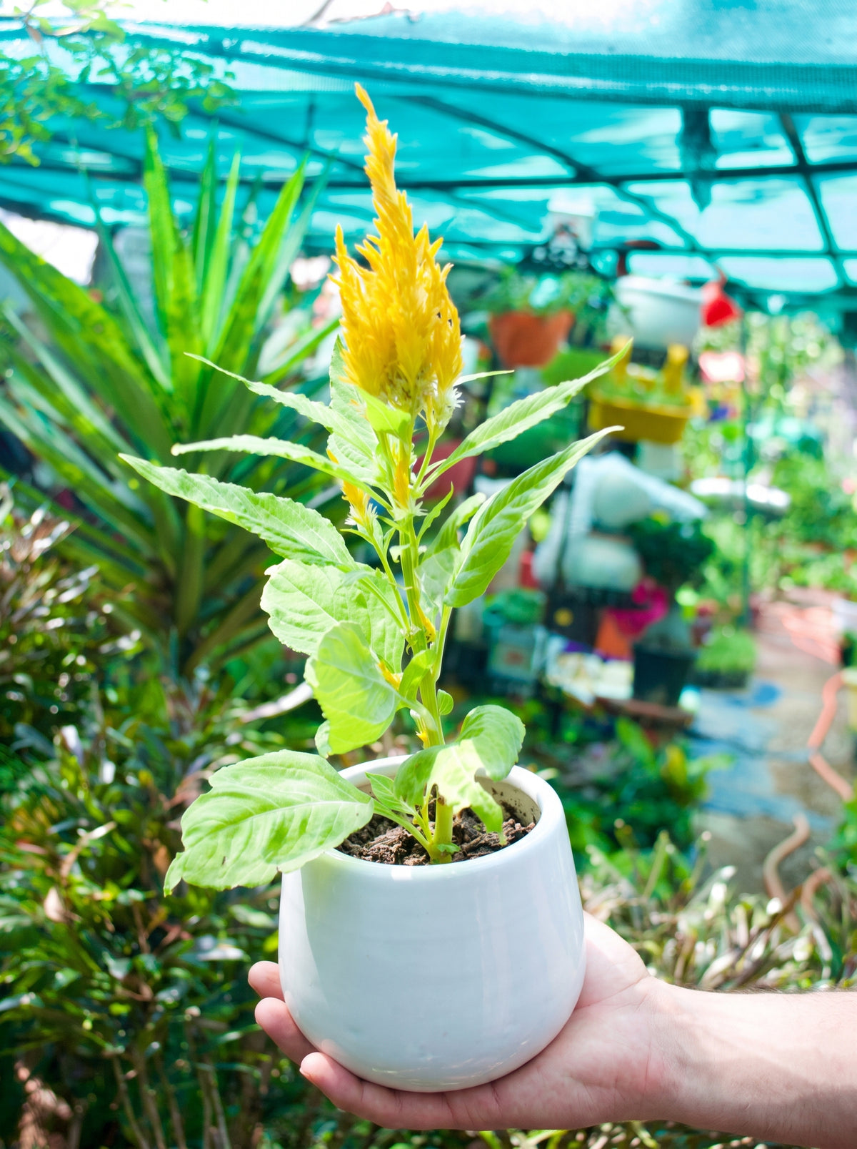 Feather Celosia (Canary Yellow Plume)