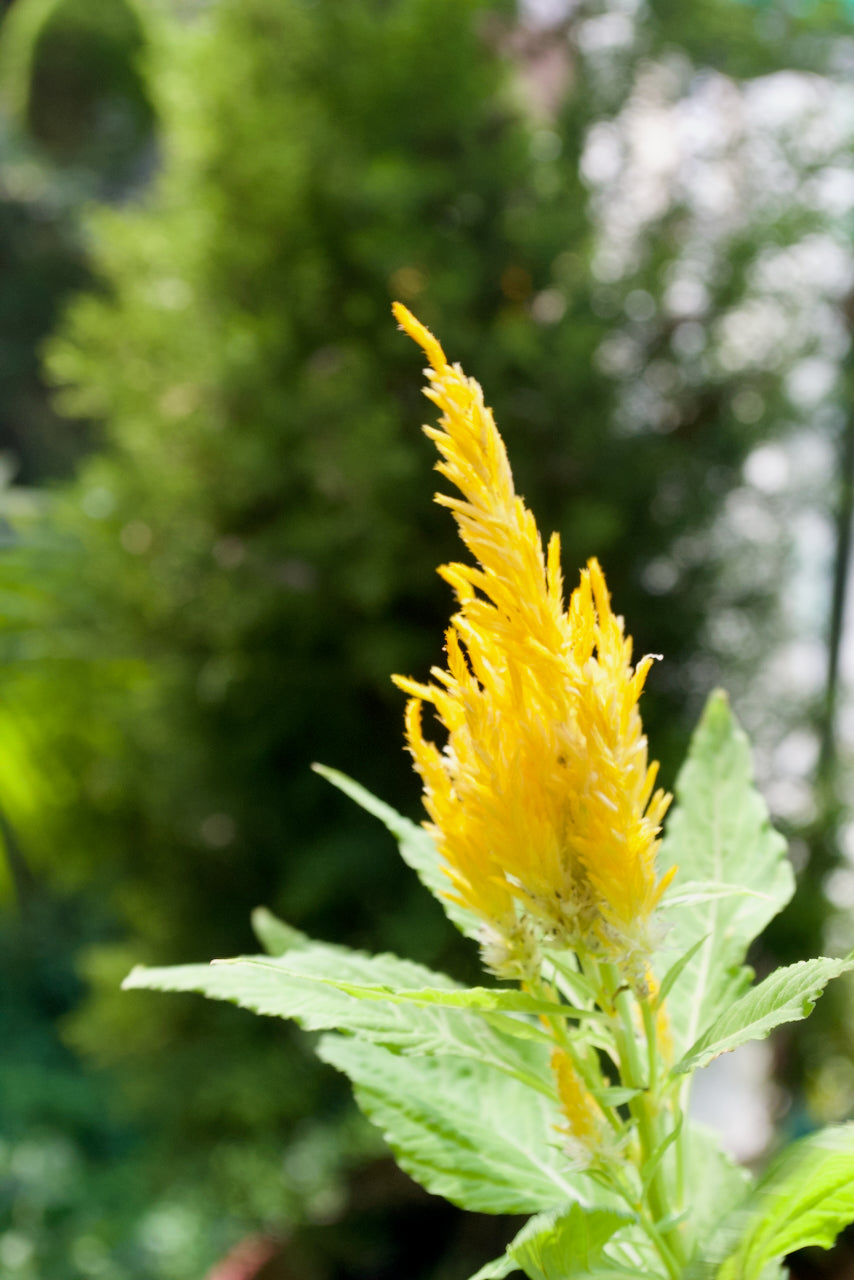 Feather Celosia (Canary Yellow Plume)