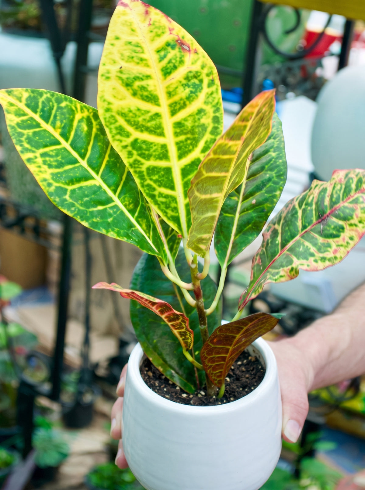 Garden Croton