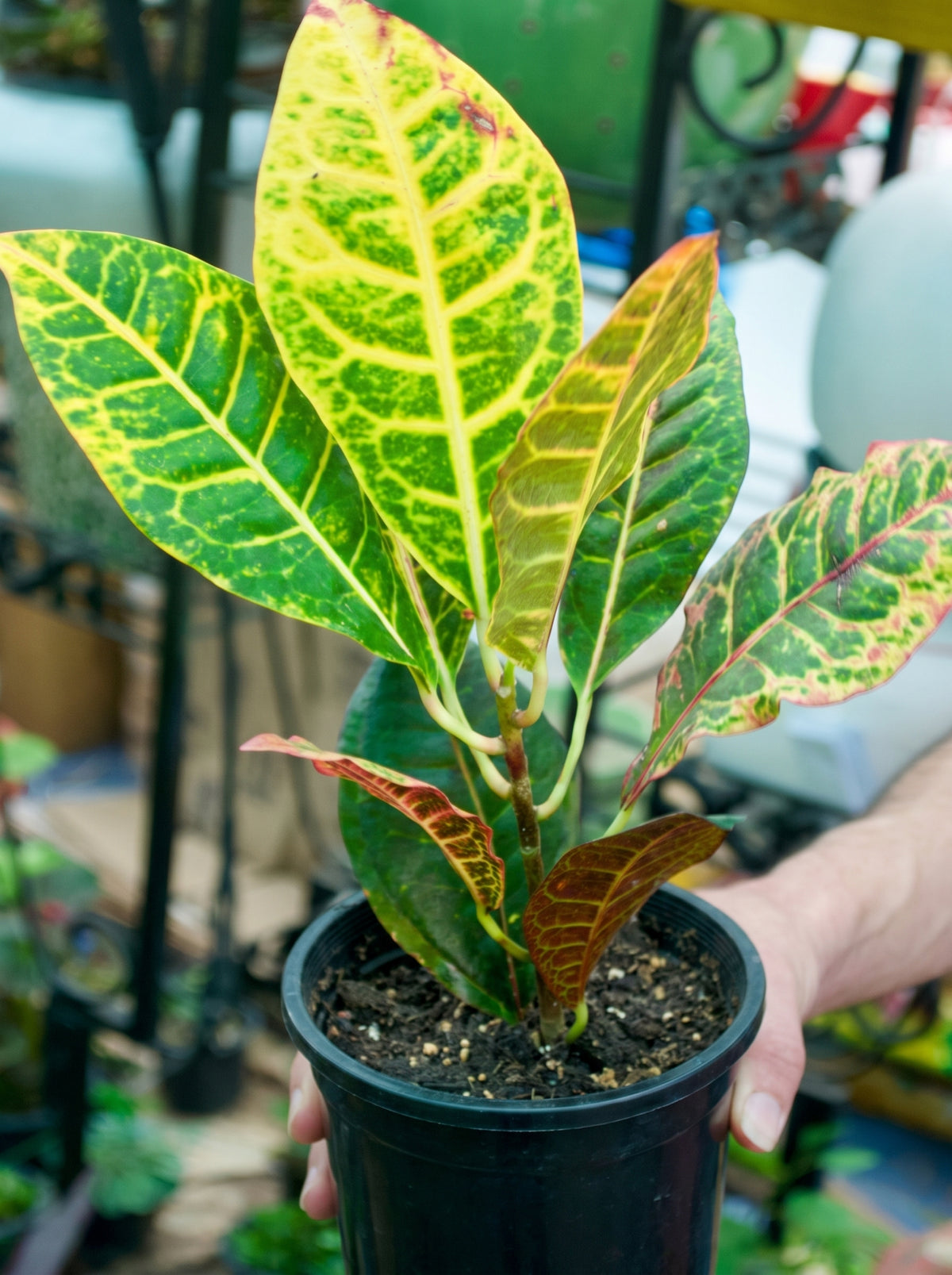 Garden Croton