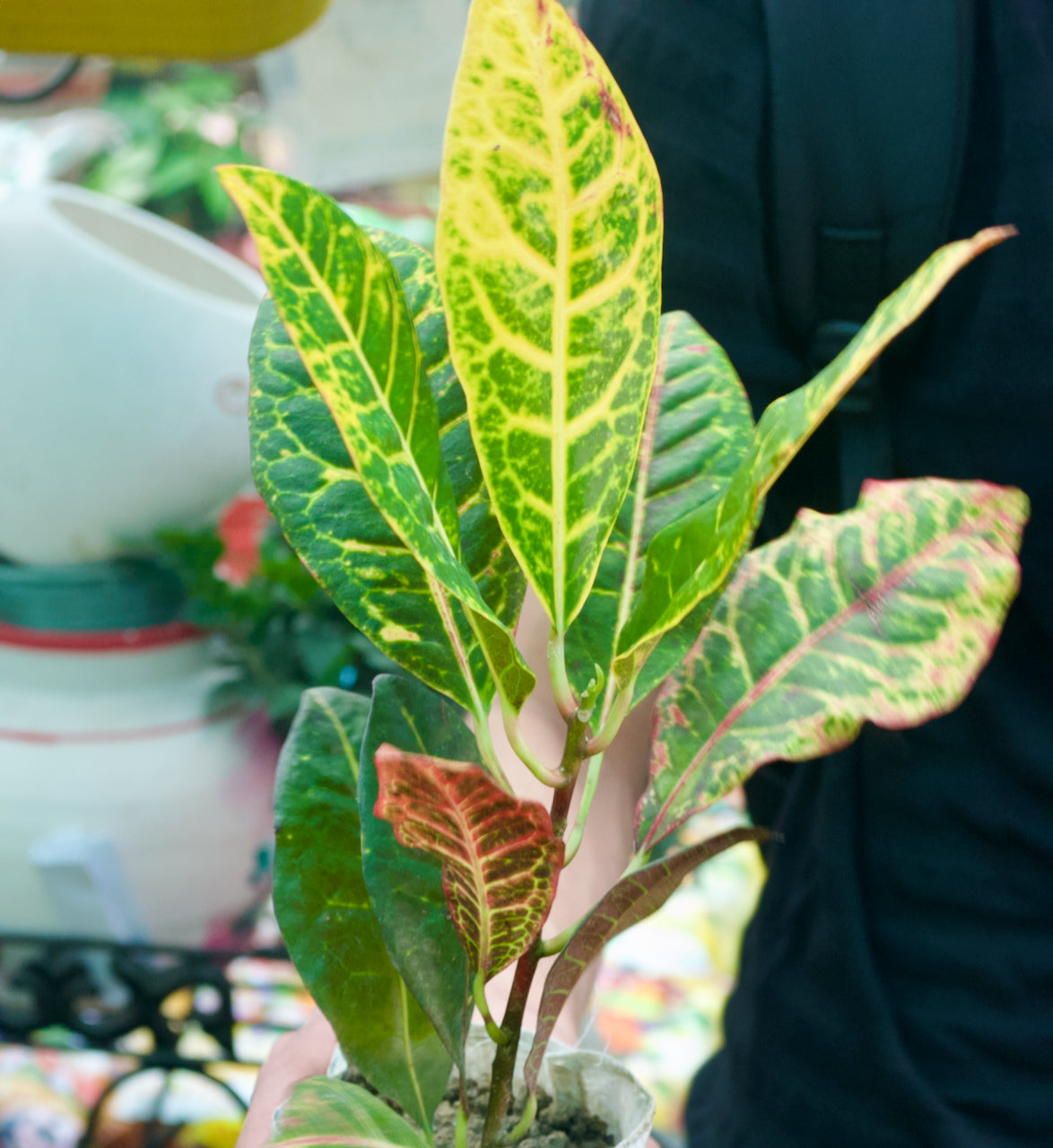 Garden Croton