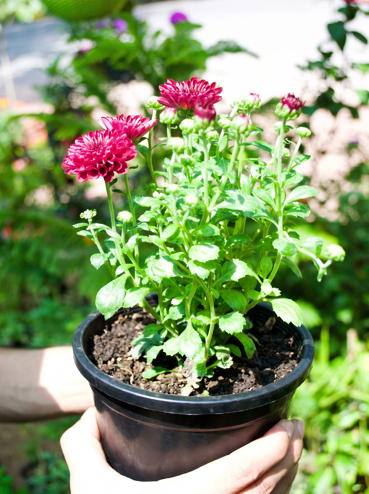 Garden Mum