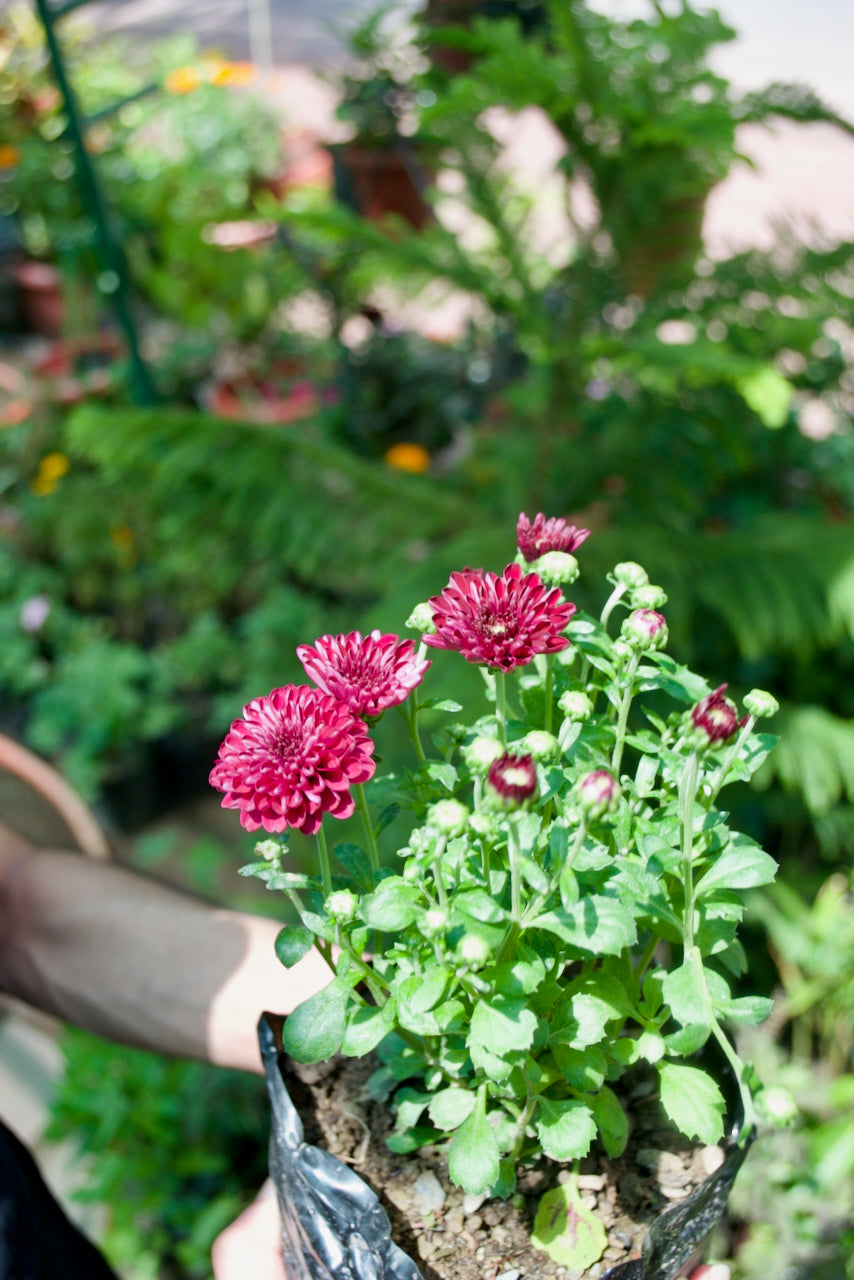 Garden Mum