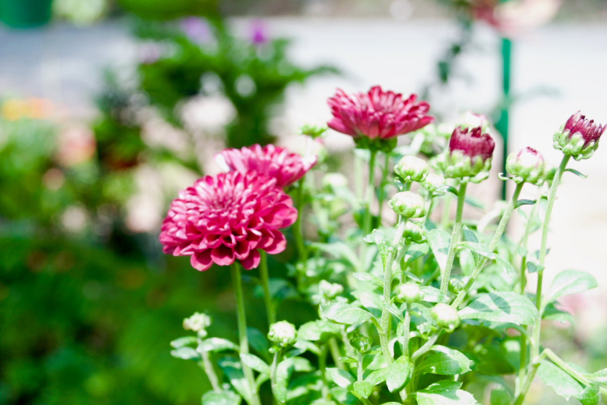 Garden Mum