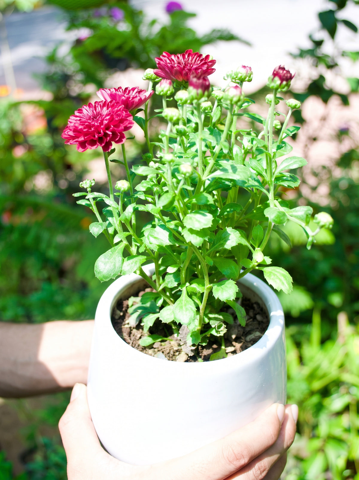 Garden Mum