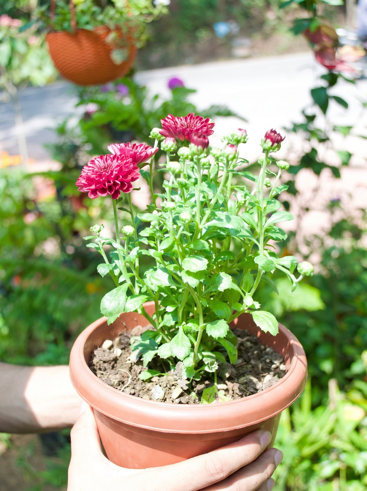 Garden Mum