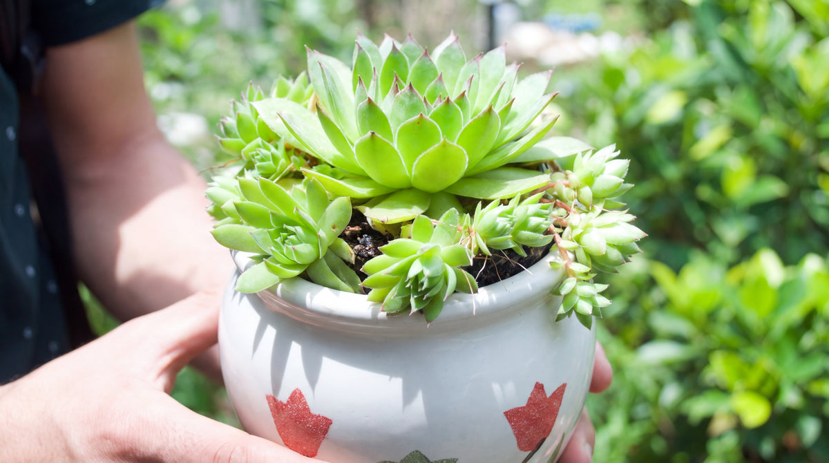 Houseleek