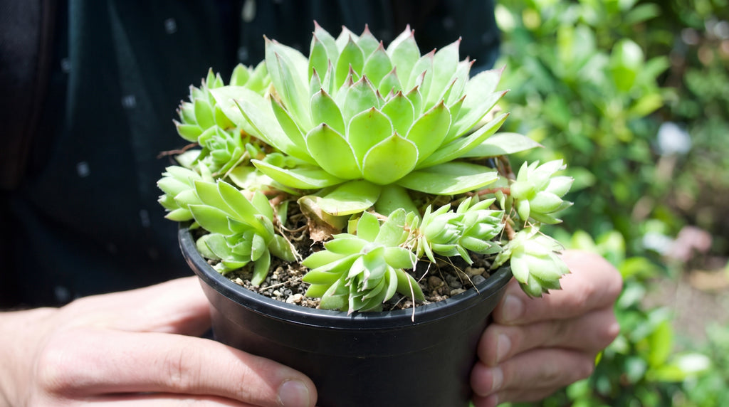 Houseleek