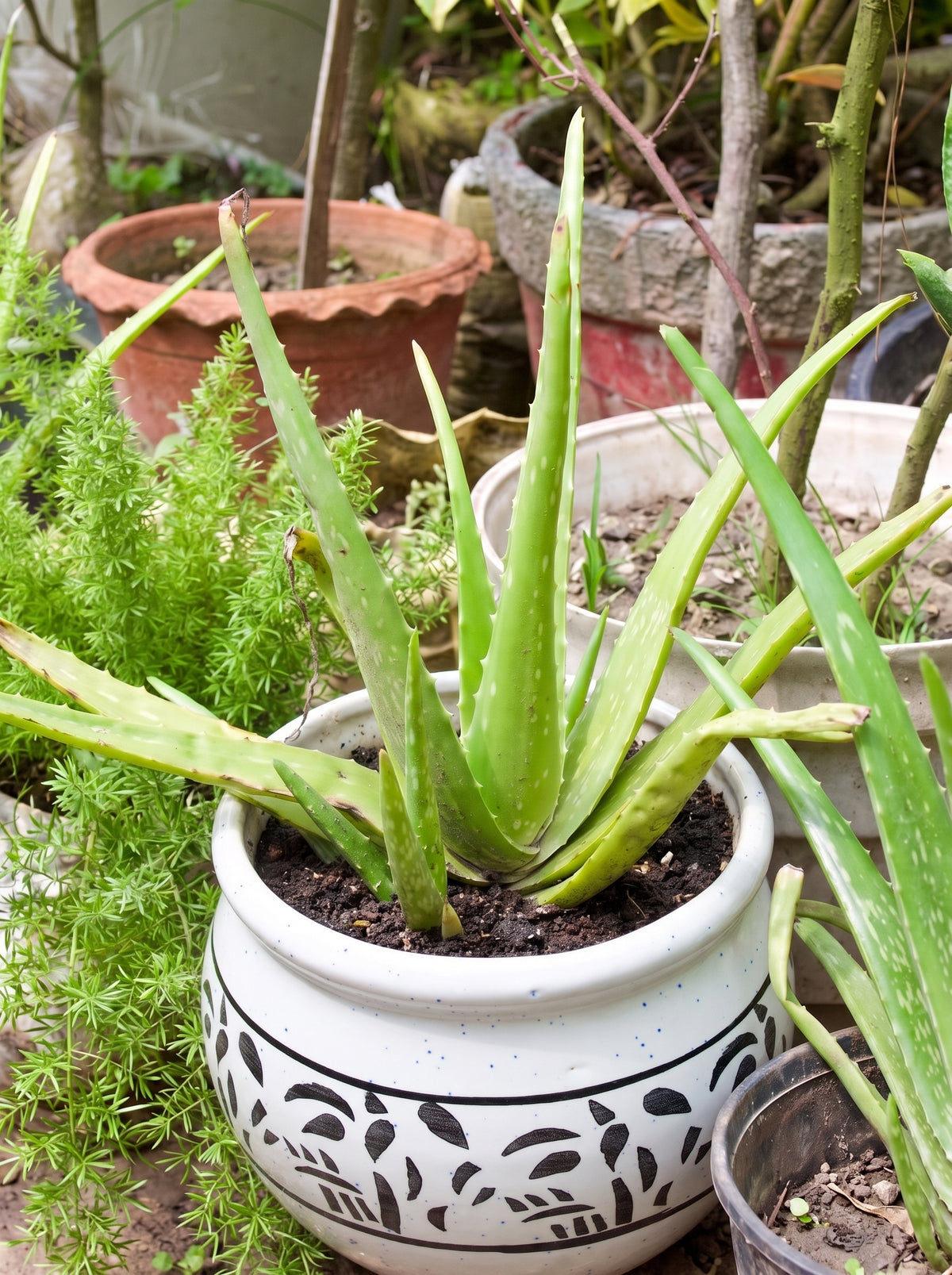 Aloe Vera