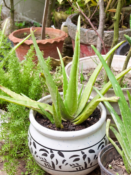 Aloe Vera