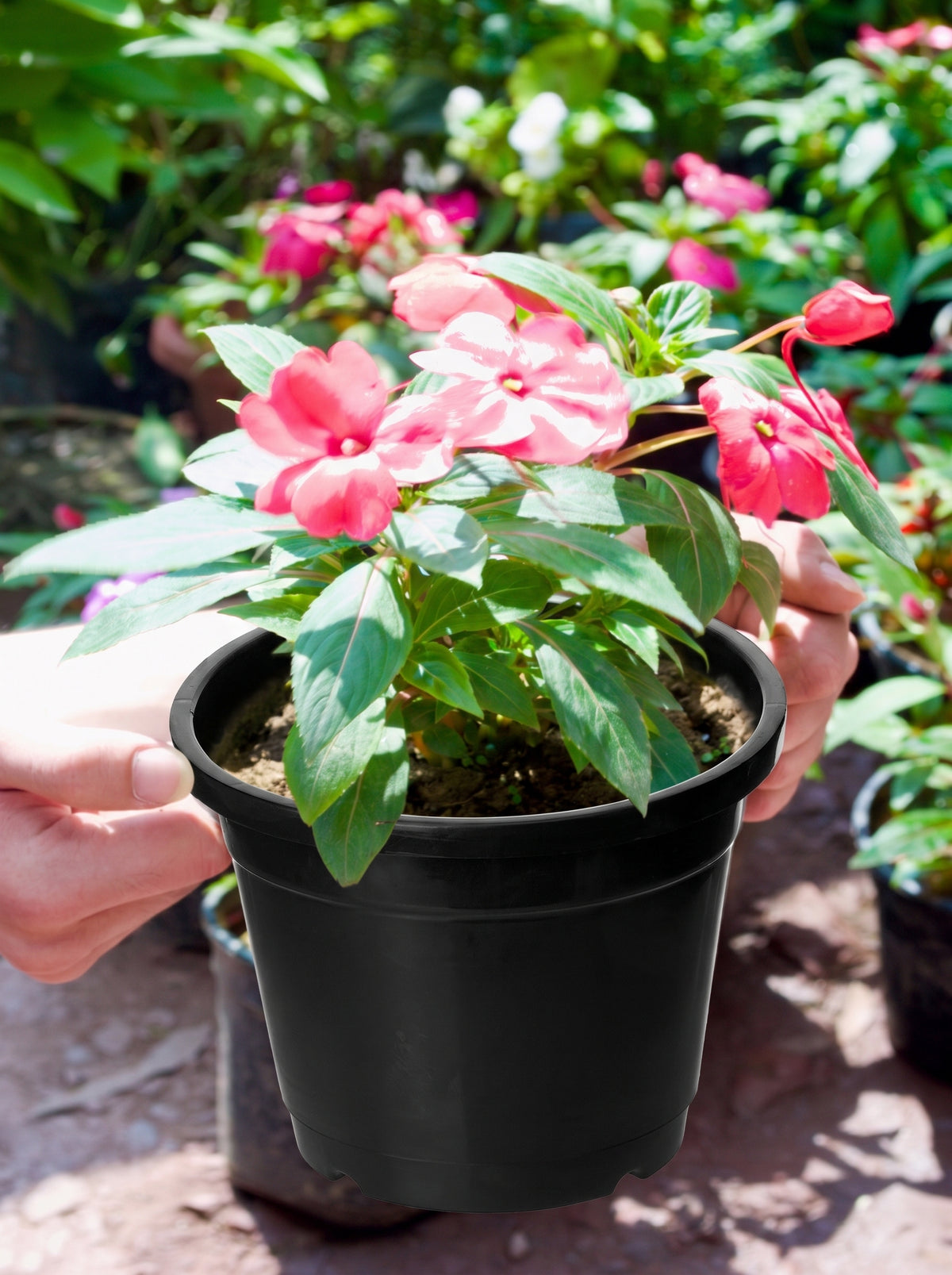New Guinea Impatiens