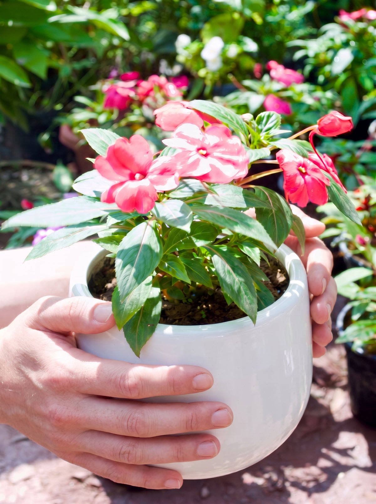 New Guinea Impatiens