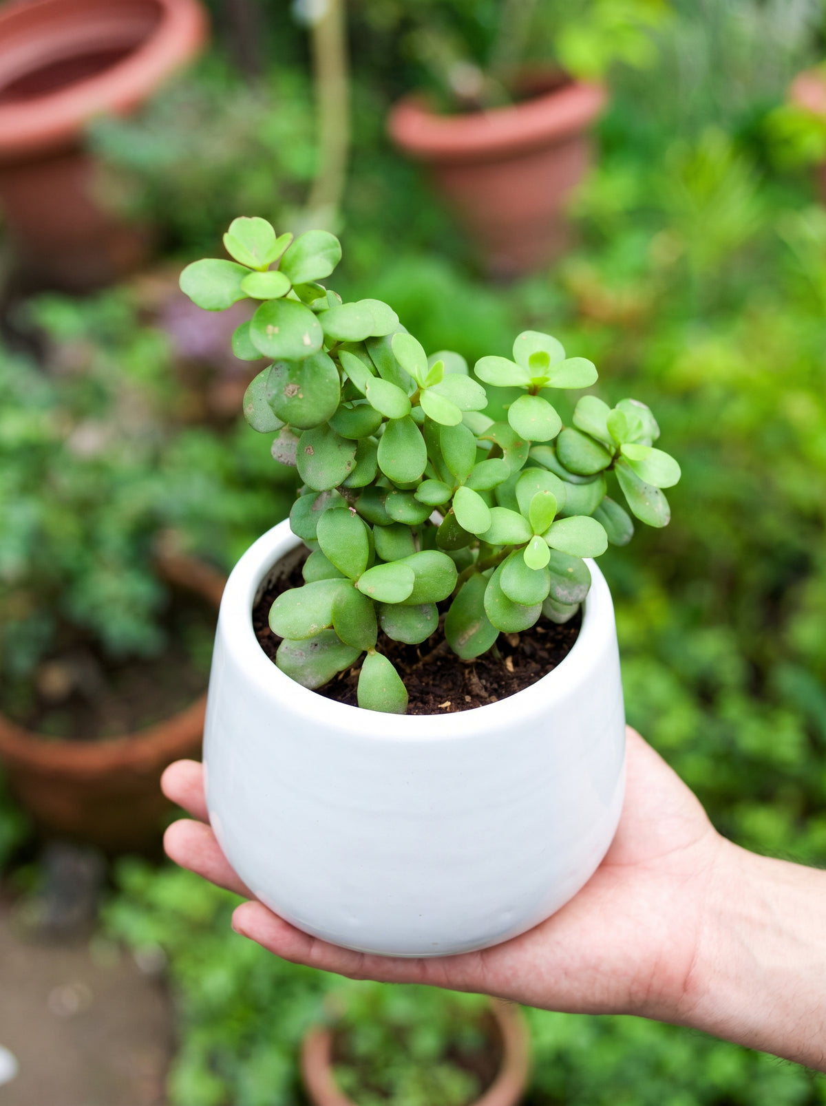Dwarf Jade Plant