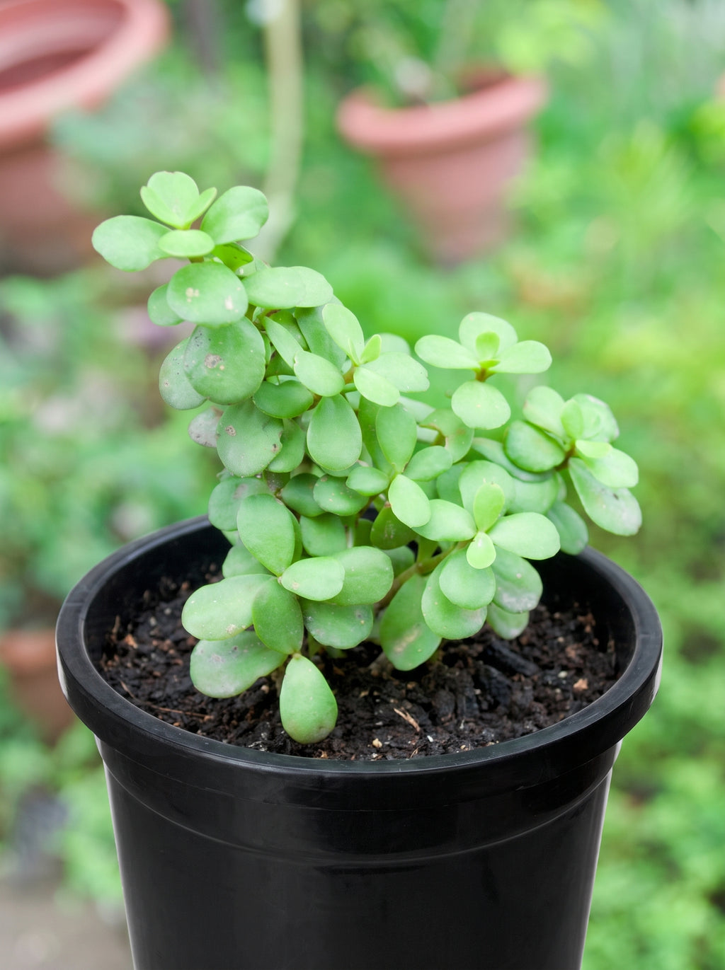 Dwarf Jade Plant