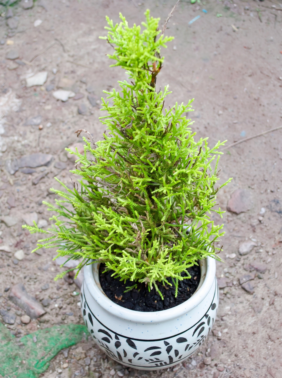 Lemon Cypress
