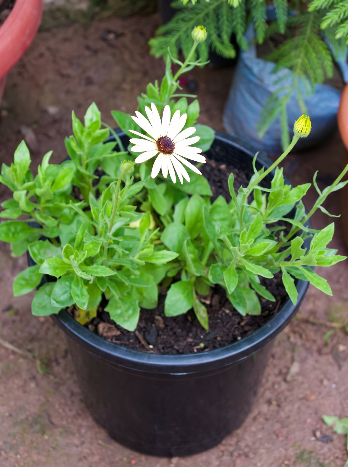 African Daisy