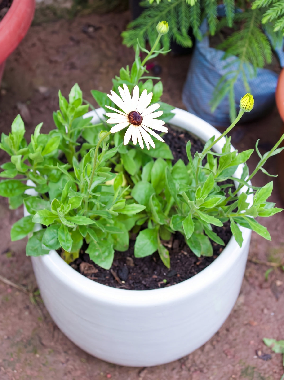 African Daisy